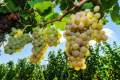 Rượu vang trắng Moscato có hương vị và giá cả như thế nào?