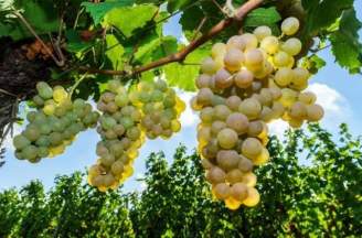 Rượu vang trắng Moscato có hương vị và giá cả như thế nào?