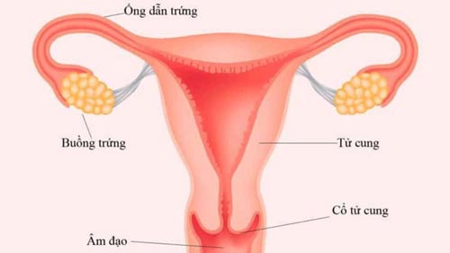 Chụp tử cung – vòi trứng HCG